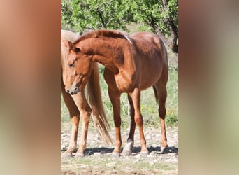 Appaloosa Mix, Klacz, 2 lat, 160 cm, Tarantowata