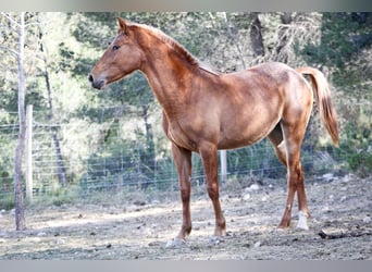 Appaloosa Mix, Klacz, 2 lat, 160 cm, Tarantowata