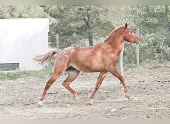 Appaloosa Mix, Klacz, 2 lat, 160 cm, Tarantowata