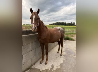 Appaloosa Mix, Klacz, 2 lat