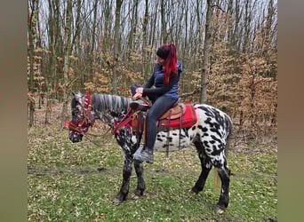 Appaloosa, Klacz, 3 lat, 136 cm, Tarantowata