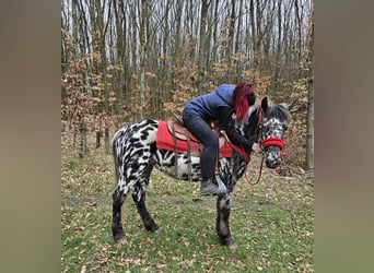 Appaloosa, Klacz, 3 lat, 136 cm, Tarantowata