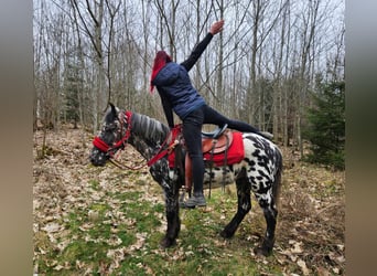 Appaloosa, Klacz, 3 lat, 136 cm, Tarantowata