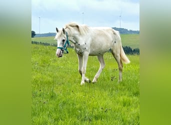 Appaloosa, Klacz, 3 lat, 149 cm