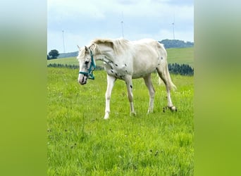 Appaloosa, Klacz, 3 lat, 149 cm