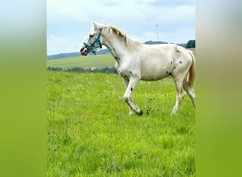 Appaloosa, Klacz, 3 lat, 149 cm