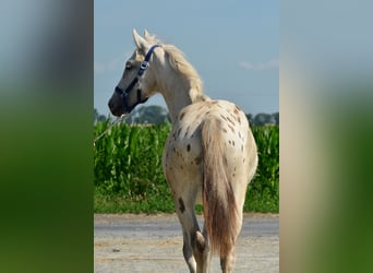 Appaloosa, Klacz, 3 lat, 150 cm, Tarantowata