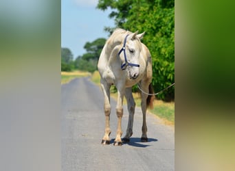 Appaloosa, Klacz, 3 lat, 150 cm, Tarantowata