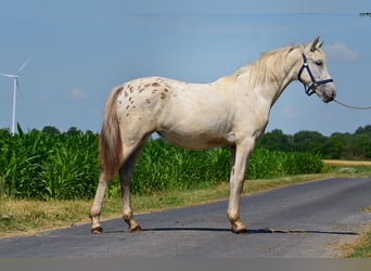 Appaloosa, Klacz, 3 lat, 150 cm, Tarantowata