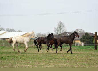 Appaloosa, Klacz, 3 lat, 150 cm, Tarantowata