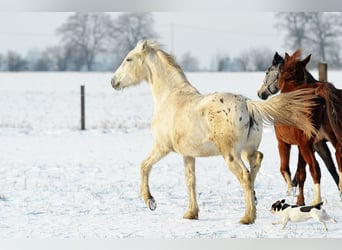 Appaloosa, Klacz, 3 lat, 150 cm, Tarantowata