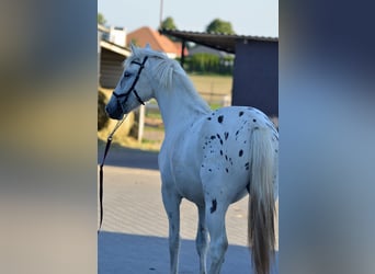 Appaloosa, Klacz, 3 lat, 150 cm, Tarantowata