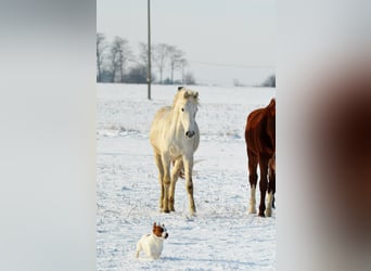 Appaloosa, Klacz, 3 lat, 150 cm, Tarantowata