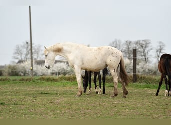 Appaloosa, Klacz, 3 lat, 150 cm, Tarantowata