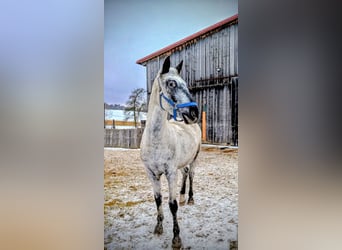 Appaloosa Mix, Klacz, 3 lat, 160 cm, Karodereszowata