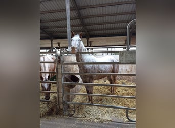 Appaloosa, Klacz, 3 lat, 160 cm, Tarantowata