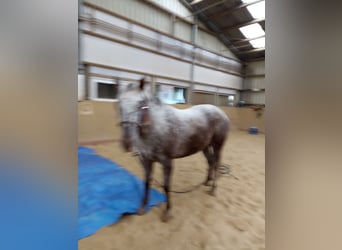 Appaloosa, Klacz, 3 lat, 160 cm, Tarantowata