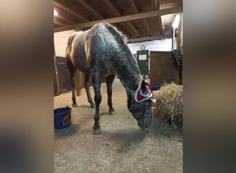 Appaloosa, Klacz, 3 lat, 160 cm, Tarantowata