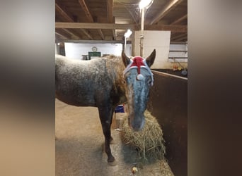 Appaloosa, Klacz, 3 lat, 160 cm, Tarantowata