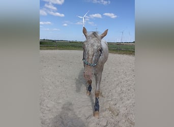 Appaloosa, Klacz, 3 lat, 160 cm, Tarantowata