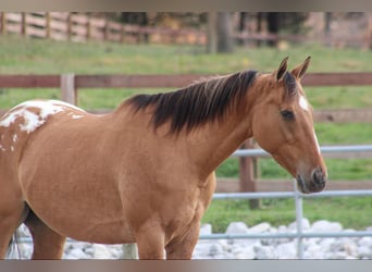 Appaloosa, Klacz, 3 lat, Bułana