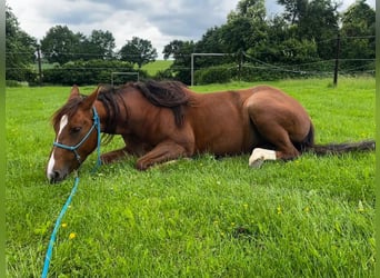 Appaloosa, Klacz, 4 lat, 146 cm, Kasztanowata