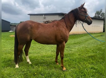 Appaloosa, Klacz, 4 lat, 146 cm, Kasztanowata