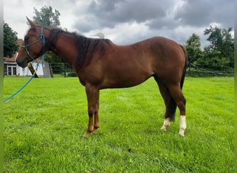 Appaloosa, Klacz, 4 lat, 146 cm, Kasztanowata