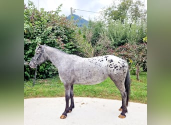 Appaloosa, Klacz, 4 lat, 146 cm, Tarantowata