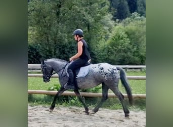 Appaloosa, Klacz, 4 lat, 146 cm, Tarantowata