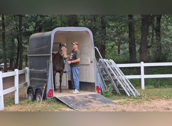 Appaloosa, Klacz, 4 lat, 148 cm, Jelenia