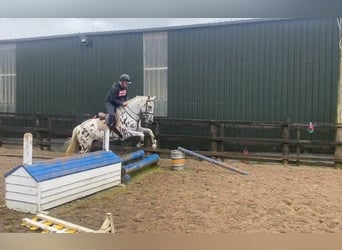 Appaloosa, Klacz, 4 lat, 148 cm, Tarantowata