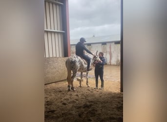 Appaloosa, Klacz, 4 lat, 148 cm, Tarantowata