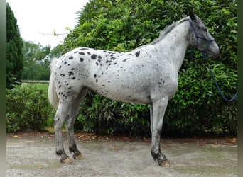 Appaloosa, Klacz, 4 lat, 149 cm, Tarantowata