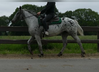 Appaloosa, Klacz, 4 lat, 149 cm, Tarantowata