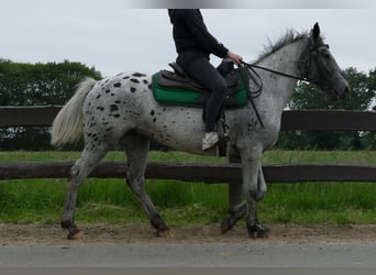 Appaloosa, Klacz, 4 lat, 149 cm, Tarantowata