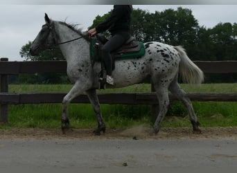 Appaloosa, Klacz, 4 lat, 149 cm, Tarantowata