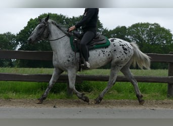 Appaloosa, Klacz, 4 lat, 149 cm, Tarantowata