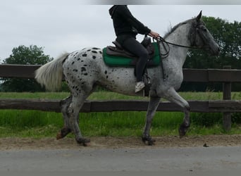 Appaloosa, Klacz, 4 lat, 149 cm, Tarantowata