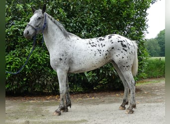 Appaloosa, Klacz, 4 lat, 149 cm, Tarantowata