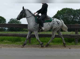 Appaloosa, Klacz, 4 lat, 149 cm, Tarantowata