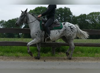 Appaloosa, Klacz, 4 lat, 149 cm, Tarantowata