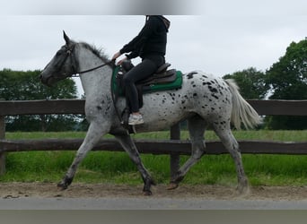 Appaloosa, Klacz, 4 lat, 149 cm, Tarantowata