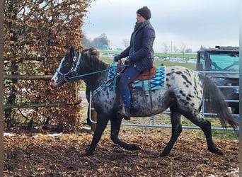 Appaloosa Mix, Klacz, 4 lat, 151 cm, Tarantowata