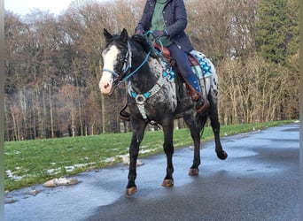 Appaloosa Mix, Klacz, 4 lat, 151 cm, Tarantowata
