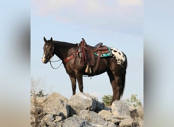 Appaloosa Mix, Klacz, 4 lat, 152 cm