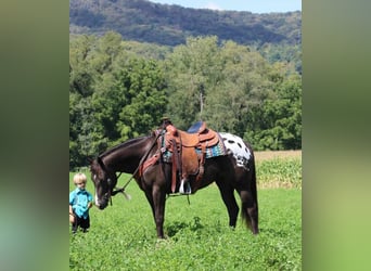 Appaloosa Mix, Klacz, 4 lat, 152 cm