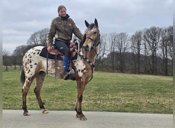 Appaloosa, Klacz, 4 lat, 154 cm, Tarantowata