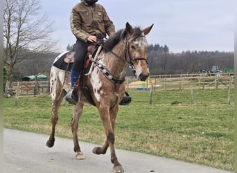 Appaloosa, Klacz, 4 lat, 154 cm, Tarantowata