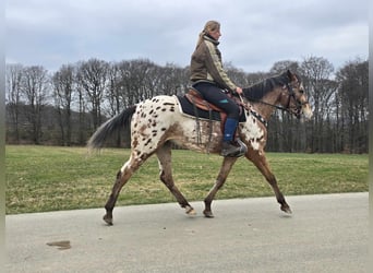 Appaloosa, Klacz, 4 lat, 154 cm, Tarantowata